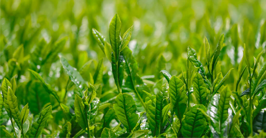 CONTACT お問い合わせ